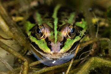 Close-up portrait of a green pond frog peering from mossy wetland - macro wildlife shot