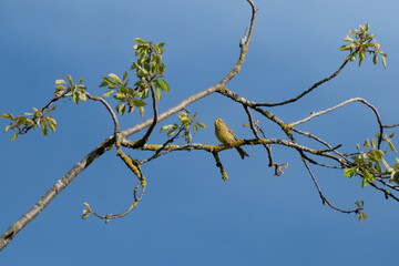 Yellow Songbird Perched on Lichen-Covered Branch Against Clear Blue Sky