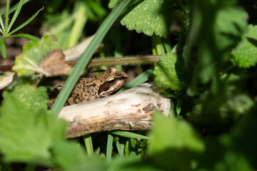 Camouflaged Brown Frog Hidden Among Green Leaves on Woodland Floor - Macro Wildlife Close-Up