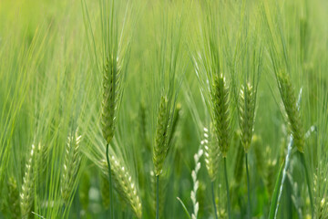 Close-up of Green Barley Heads in a Lush Spring Field