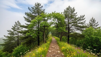 Fototapeta premium Peaceful Forest Path Winding Through Lush Green Trees and Wildflowers on a Serene Day Outdoors