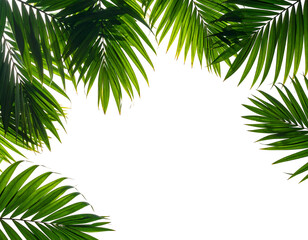 Naklejka premium Green tropical palm fronds frame a deep black cutout background