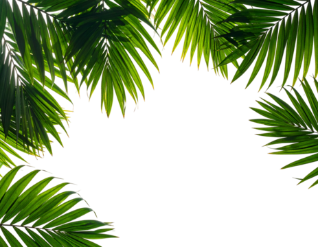 Green tropical palm fronds frame a deep black cutout background