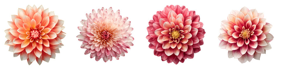 Fototapeta premium Dahlia Flower Collection: Vibrant Bloom Assortment