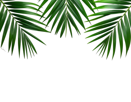 Lush green tropical leaves create a natural frame on black void