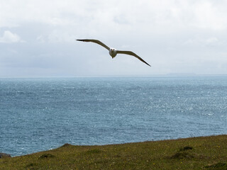 Seagull Soaring Over the Welsh Coastline Above the Blue Atlantic and Cloudy Sky