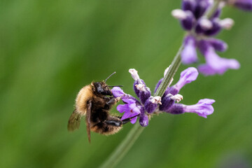 Close-up of Bumblebee Feeding on Lavender Blossom