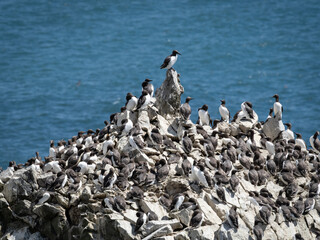 Guillemot colony crowded on rocky coastal cliff with deep blue sea background