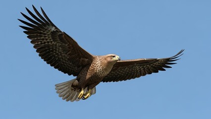 Obraz premium Majestic golden eagle soaring with outstretched wings against a clear blue sky, embodying power and freedom in flight.