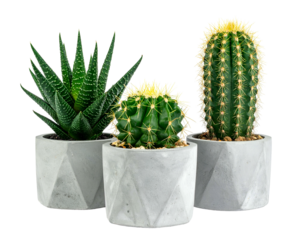 Three potted succulents and cacti in modern gray geometric pots