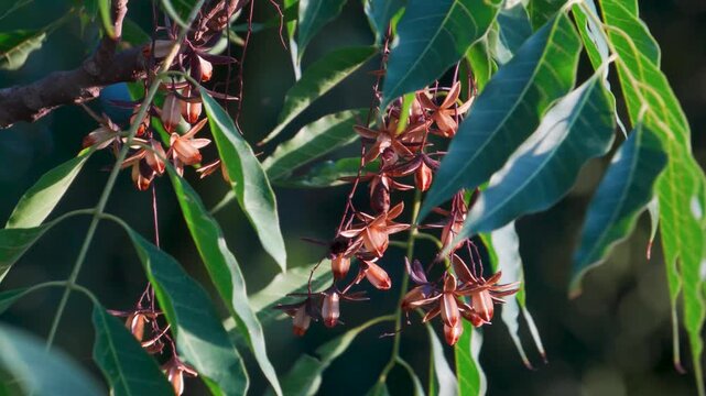Neem Tree Leaves and Blossoms During Pollination in Uttarakhand, India