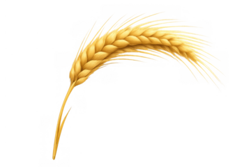 Golden wheat stalk, ripe grain cereal agriculture harvest, natural food ingredient on transparent background