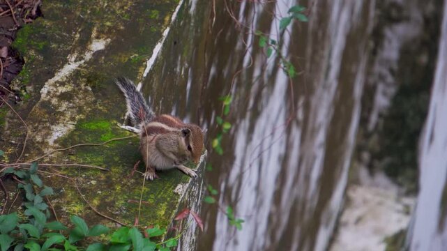 Indian Palm Squirrel (Funambulus palmarum) Grooming in Uttarakhand Garden