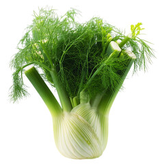 Fresh fennel bulb with green fronds isolated on white background
