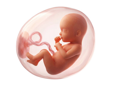 Fetal development illustration inside amniotic sac on white or transparent background.