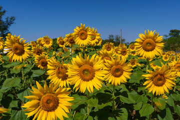 Obraz premium A close up shot of the sunflower, the seeds are clearly visible