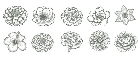 Hand-drawn botanical illustrations with a collection of vintage floral designs showcasing anemone, carnation, dahlia, hibiscus, and gardenia perfect for cards and invitations