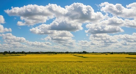 Golden rice paddy field under a partly cloudy sky