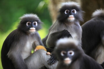 Dusky Langur(Trachypithecus obscurus) recognized by white eye-rings,grey fur with black hands and feet. Newborn dusky langurs are bright yellow-orange and gradually turn grey as they mature. THAILAND	
