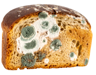 Slice of old bread with green mold spores and porous texture showing food spoilage on isolated background
