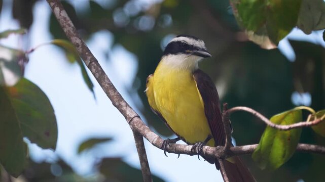 Kiskadee flycatcher pauses on a branch by a tranquil lake in Nicaragua, displaying its bright yellow plumage against lush surroundings.