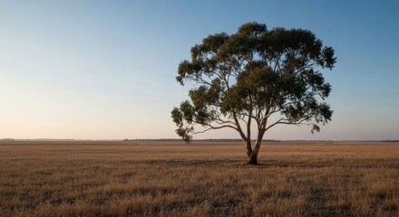 Obraz premium Single gum tree in vast, golden-brown field at dawn
