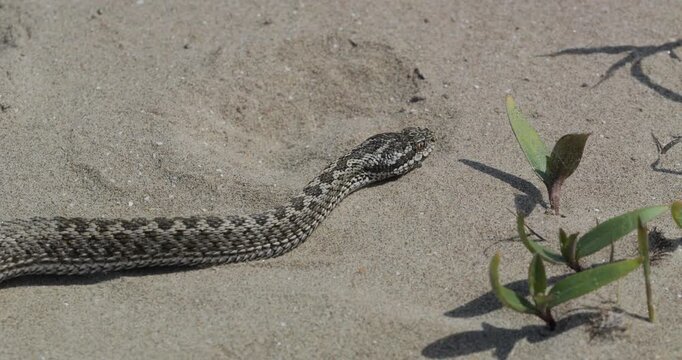 Close-up of Moldavian meadow viper (Vipera ursinii moldavica) crawling slowly on the beach sand in Danube Delta