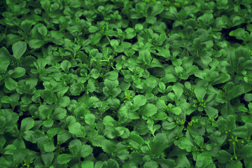 Obraz premium Environment background, Earth Day wallpaper, garden groundcover perennials,