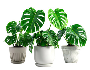 Fototapeta premium Three beautiful potted green plants with glossy split tropical leaves
