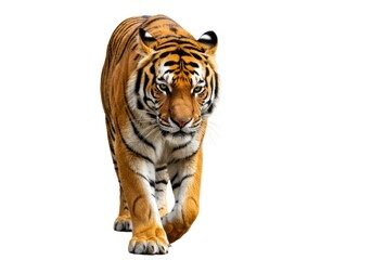 Fototapeta premium Majestic Tiger Walking in White Background with Intense Gaze and Vibrant Orange and Black Striped Fur