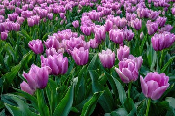 Naklejka premium A field of purple tulips in full bloom. Green foliage. Springtime. Natural light