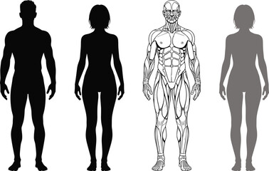 Male and female human anatomy silhouettes and muscle diagram male silhouette female silhouette
