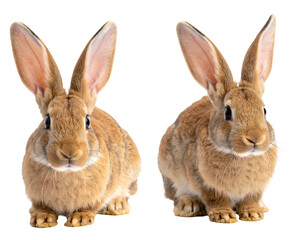 Obraz premium Two brown rabbits with long ears, looking ahead, black background