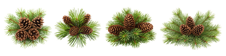 Set of Christmas pine branches and cones isolated on white
