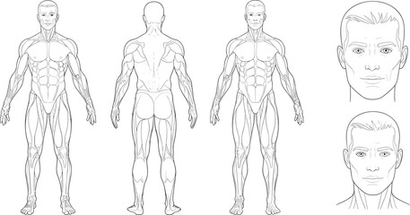Male anatomy muscle diagram front back and head views line art human body muscles