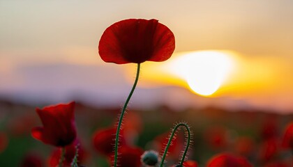 Vibrant Red Poppies Bloom in Golden Sunset Light with Soft Focus Background Field of Flowers