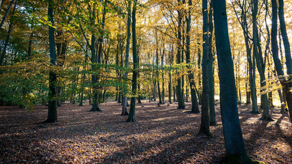 Autumnal Colours and light on a country walk, Gibside, County Durham, November 2025