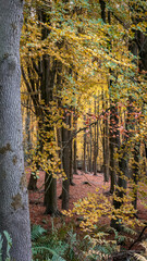 Autumnal Colours and light on a country walk, Gibside, County Durham, November 2025