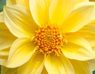 Radiant beauty of a blooming yellow dahlia flower close up captivating floral