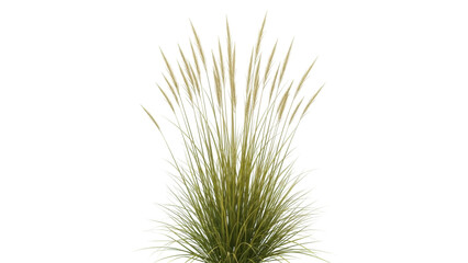 Isolated ornamental grass specimen for use in design work and landscaping projects