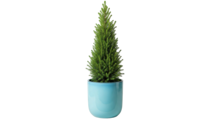 Isolated dwarf Alberta spruce tree in blue pot, evergreen conifer for decoration indoors