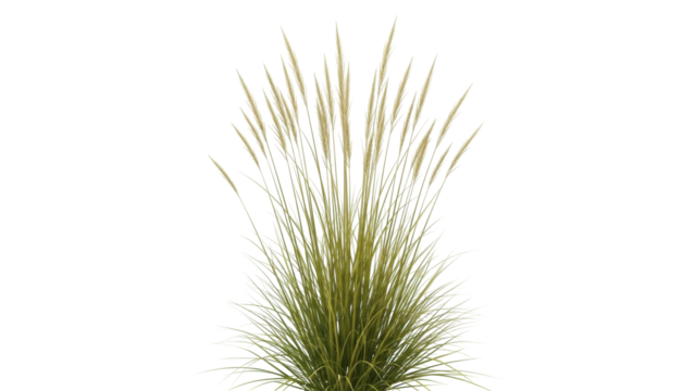 Isolated ornamental grass specimen for use in design work and landscaping projects