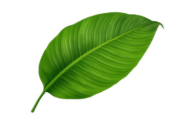 Obraz premium Green tropical banana leaf isolated on transparent background illustrating nature, growth, and freshness