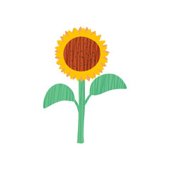 Hand drawn sunflower graphic with texture. Yellow summer flower. Vector illustration