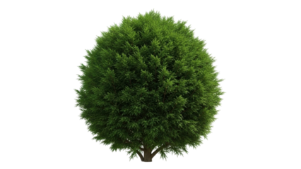 Isolated evergreen thuja tree with rounded shape, a botanical element for landscaping work