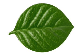 Obraz premium Fresh green leaf with clear veins and glossy texture on a transparent background, symbolizing nature and growth