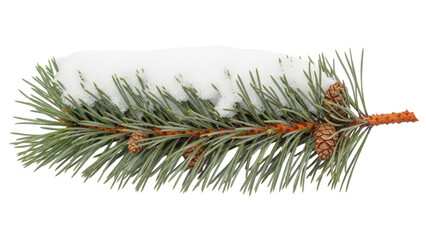 Isolated snowy fir branch with cones, evergreen tree branch covered in winter snow