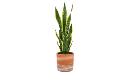 Isolated snake plant in terracotta pot, potted houseplant for indoor garden or office decor
