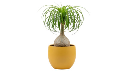 Isolated ponytail palm plant in yellow ceramic pot, botanical houseplant decoration