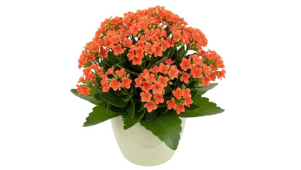 Isolated orange Kalanchoe flowering plant in a pot; decorative, colorful succulent blooming indoors
